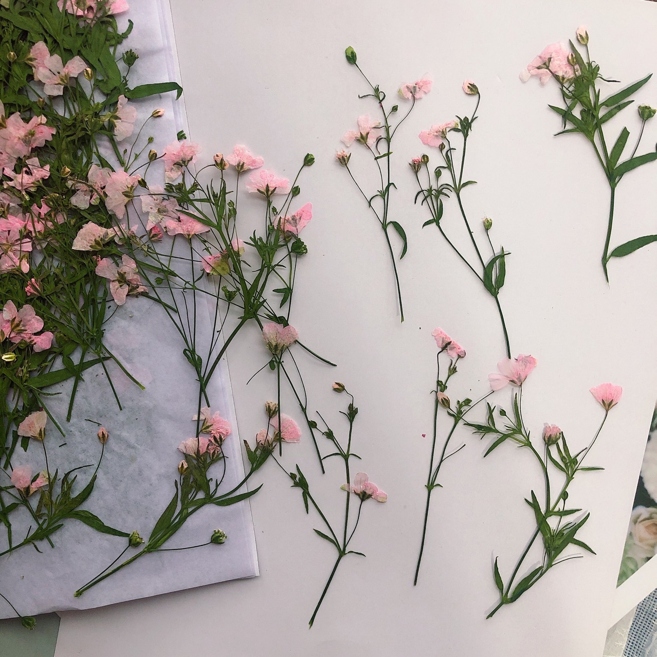 12pcs 5-6cm Dry Flower head Dr - Dried Flower Bookmark recension och pris