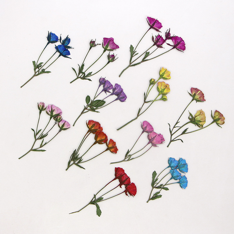 36X Pressed Dried Multi-heads  - Dried Flower Bookmark recension och pris