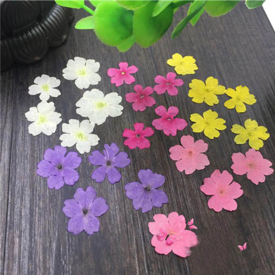 60pcs 1-2cm Pressed Dried Dyed - Dried Flower Bookmark recension och pris