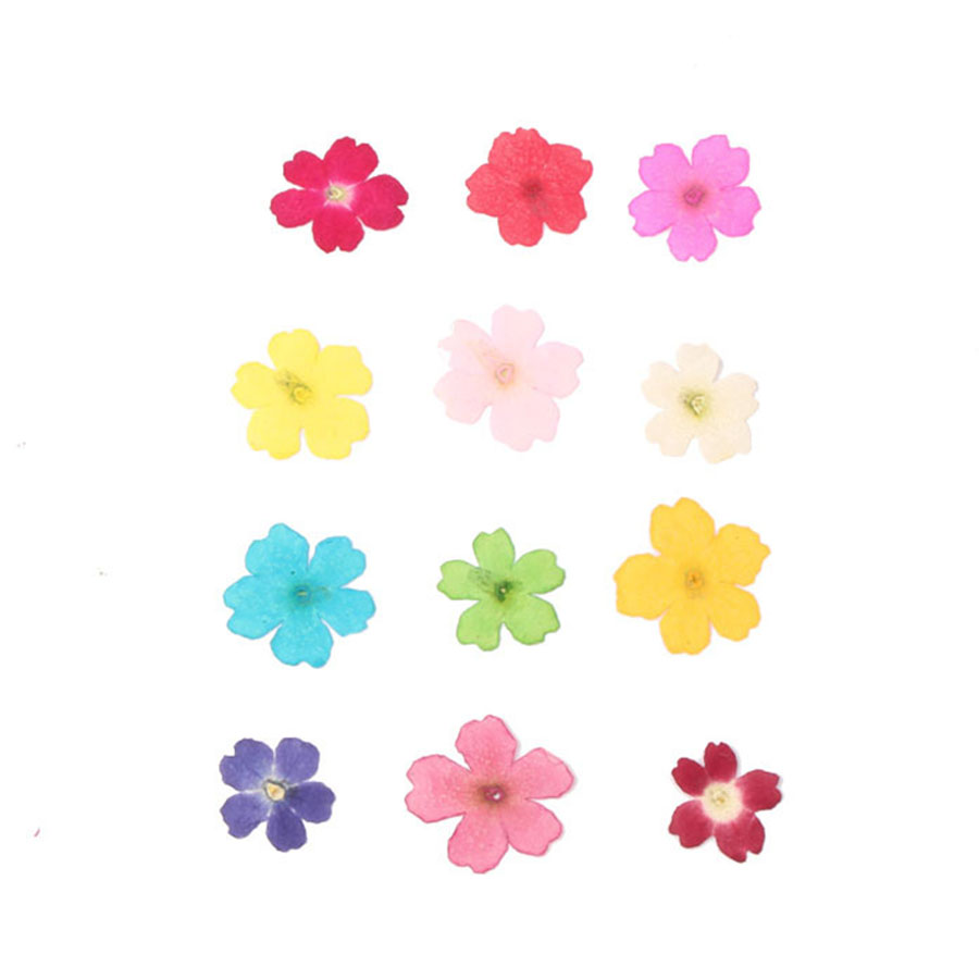 60pcs 1-2cm Pressed Dried Dyed - Dried Flower Bookmark recension och pris