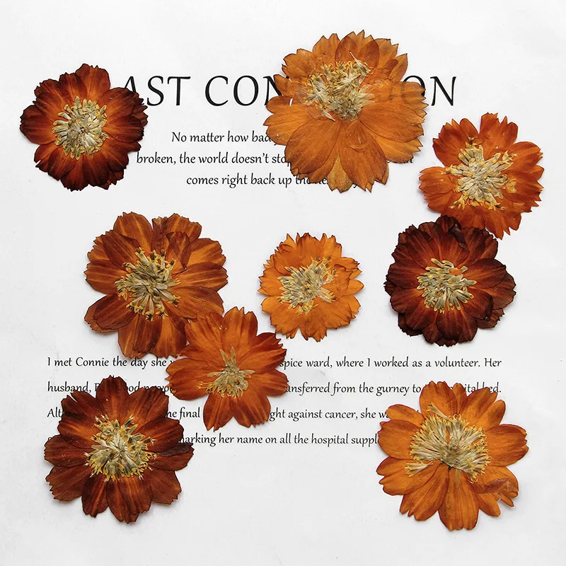 12pcs/3-5cm,Nature pressed Thi - Dried Flower Bookmark recension och pris
