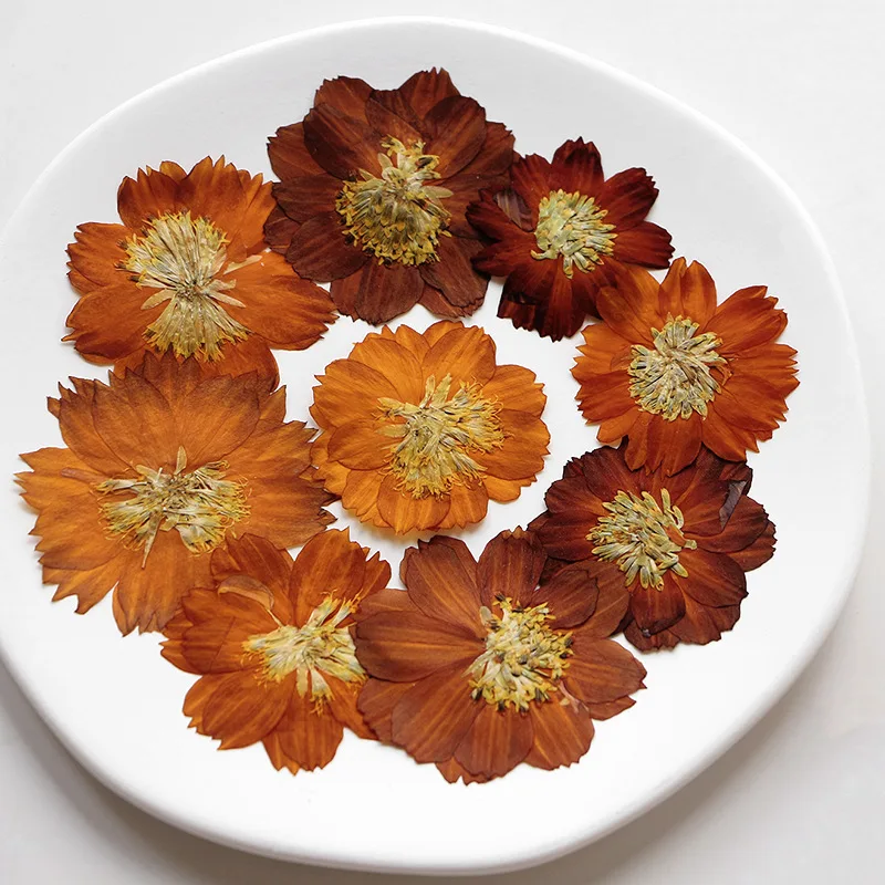 12pcs/3-5cm,Nature pressed Thi - Dried Flower Bookmark recension och pris