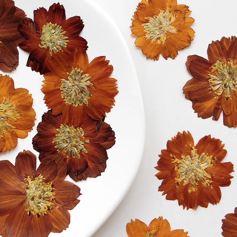 12pcs/3-5cm,Nature pressed Thi - Dried Flower Bookmark recension och pris