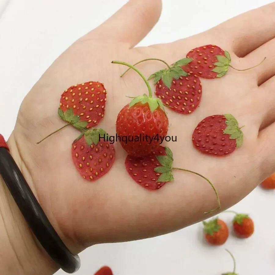 10pcs Dried Pressed Mini Fruit - Dried Flower Bookmark recension och pris