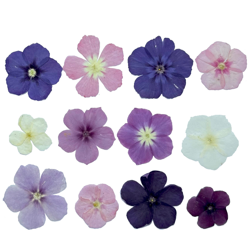 12pcs,Semi-Transparent Niche P - Dried Flower Bookmark recension och pris