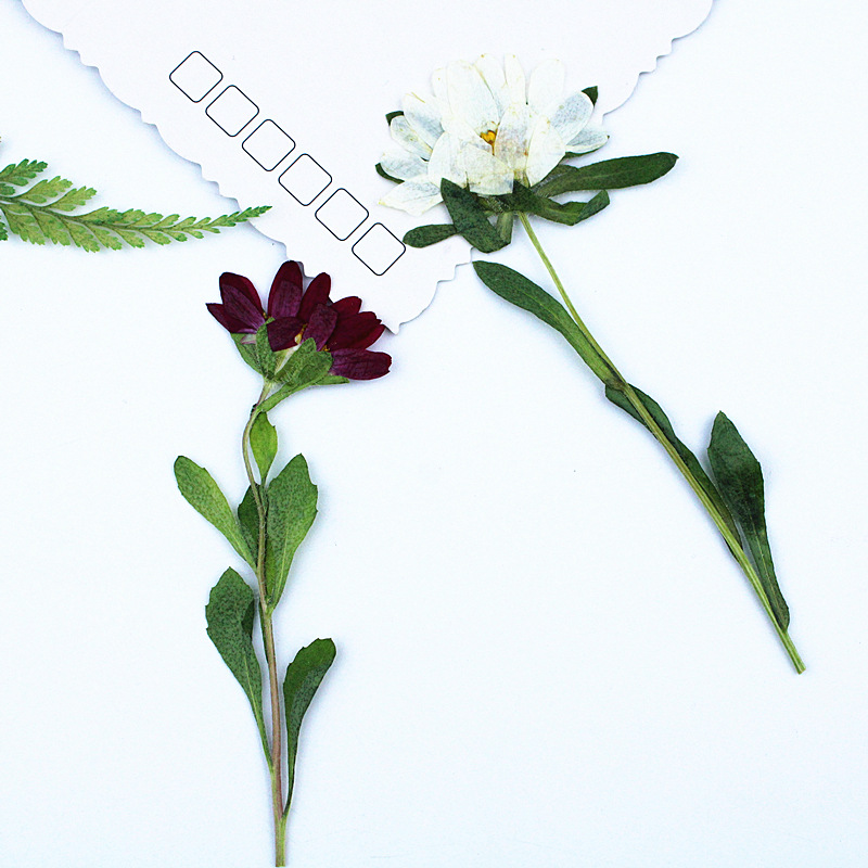 24pcs,Mini Chrysanthemum Press - Dried Flower Bookmark recension och pris