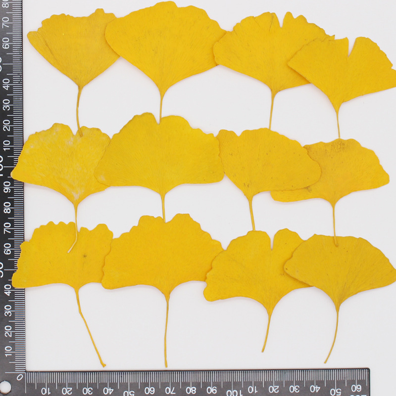 60pcs Pressed Dried Yellow/Gre - Dried Flower Bookmark recension och pris